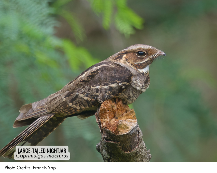 Large-tailed Nightjar (Caprimulgus macrurus)